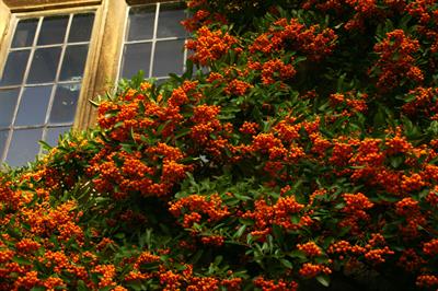 Pyracantha coccinea